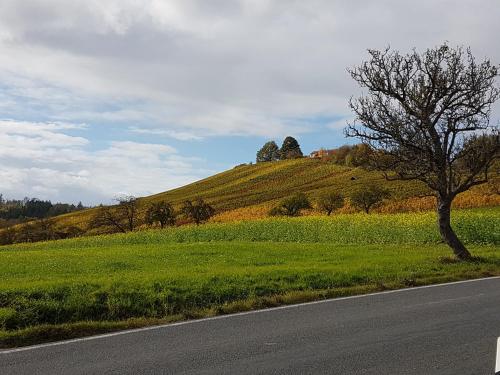 a tree sitting on the side of a road at Gästezimmer in Aspach in Aspach