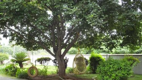 a swing hanging from a tree in a yard at Carpe DiemStay in Kushālnagar