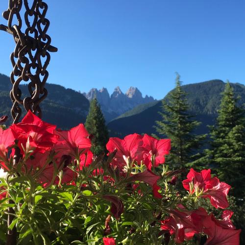 a bush of red flowers with mountains in the background at B&B Rossodisera in Domegge di Cadore