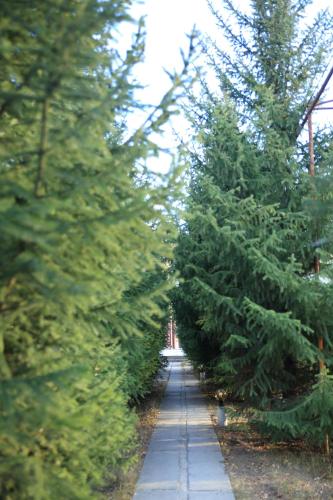 a row of christmas trees lined up on a sidewalk at Aska Hotel in Naryn