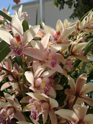 a bunch of pink and white flowers on a plant at Villa Loreta in Ischia