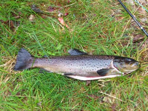 a fish laying on the ground in the grass at Hotelli Möhkön Rajakartano - Ilomantsi in Petkeljärvi