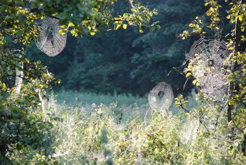 two owl nets hanging from trees in a field at Natura Apartamenty in Swaderki
