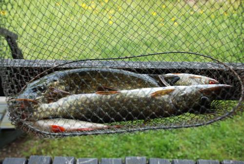 three fish sitting in a basket on the grass at Natura Apartamenty in Swaderki