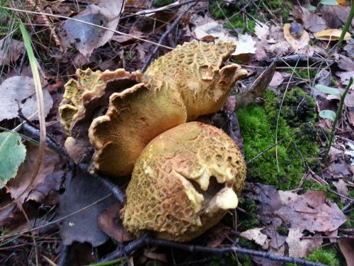 a group of mushrooms laying on the ground at Natura Apartamenty in Swaderki
