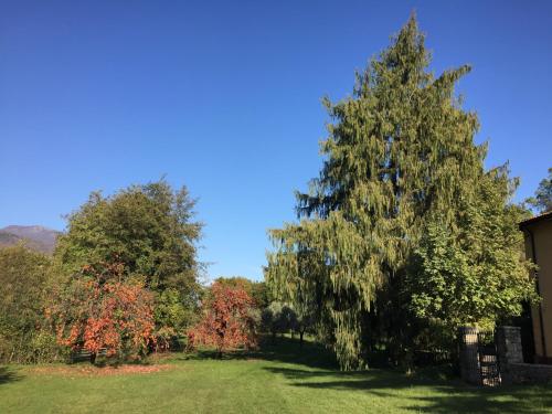 a large tree in the middle of a yard at Agriturismo Cervano in Toscolano Maderno