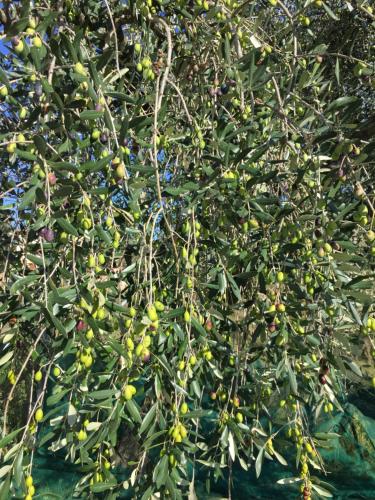 a tree with lots of fruit on it at Agriturismo Cervano in Toscolano Maderno