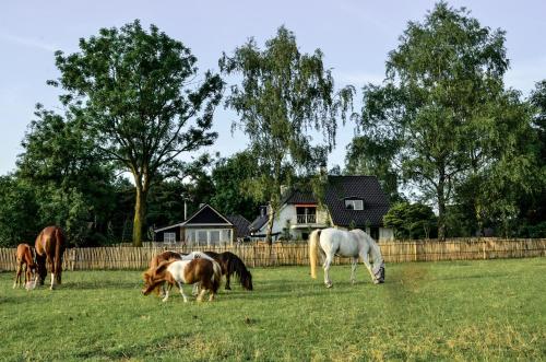 a group of horses grazing in a field at Bed & Breakfast de Zandhoef in Eersel