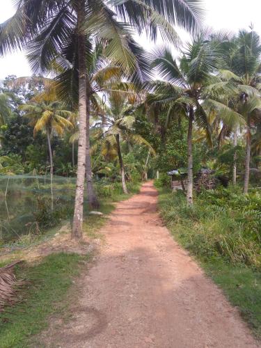 a dirt road with palm trees on either side at Munroe Coconut Homestay in Munroe Island