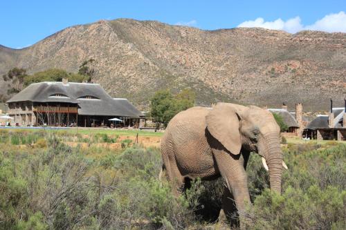 an elephant walking in the grass in front of a building at Aquila Private Game Reserve & Spa in Touwsrivier