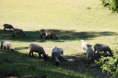 a herd of sheep grazing in a field of grass at Cabanas L'ESCALE in Coñaripe