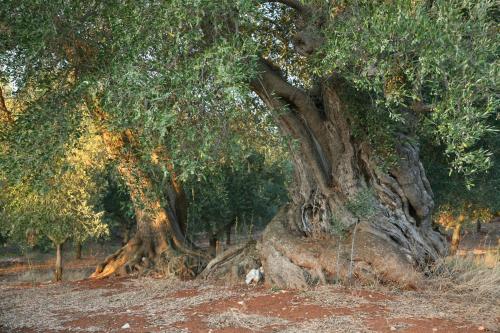 Gallery image of Masseria Montecchie in Ceglie Messapica