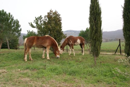 two horses grazing in a field of grass at La Casa Di Campagna in Magione