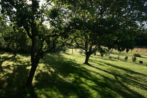a group of trees in a grassy field at Les gites d'Hellen in Logonna-Daoulas