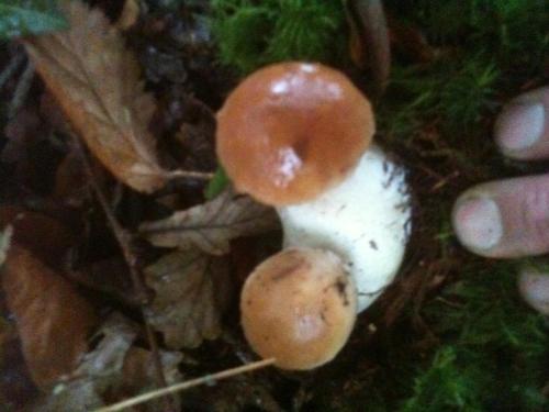 a person holding a group of mushrooms on the ground at Les gites d'Hellen in Logonna-Daoulas