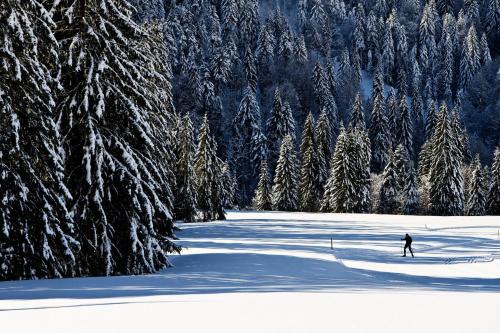 a person is skiing in the snow near trees at Bio-Berghotel Ifenblick in Balderschwang