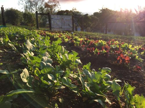 a field of flowers in a garden with the sun setting at Bramleigh Farm in Nottingham Road