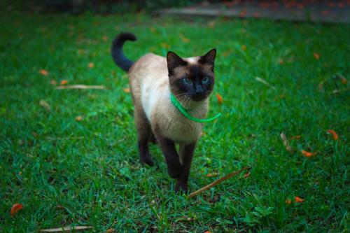 a cat with a green collar walking in the grass at Paraty Villa d`agua Temporada in Paraty