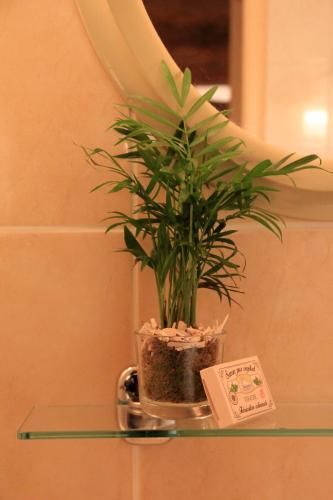 une plante en pot assise sur une étagère en verre dans l'établissement Les chambres d'hôtes de La Métairie du Bourg, aux Herbiers