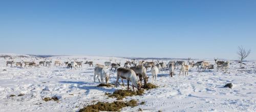 a herd of animals standing in the snow at Arctic Aurora Borealis cottages in Nuorgam