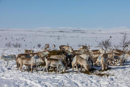 a herd of deer standing in a snow covered field at Arctic Aurora Borealis cottages in Nuorgam