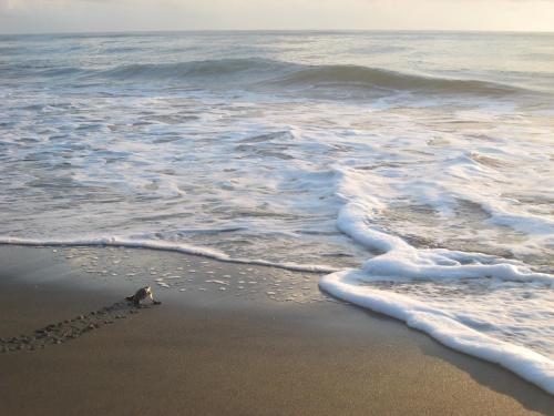 a heart drawn in the sand on the beach at Casa Grande at Pacuare Reserve in Matina
