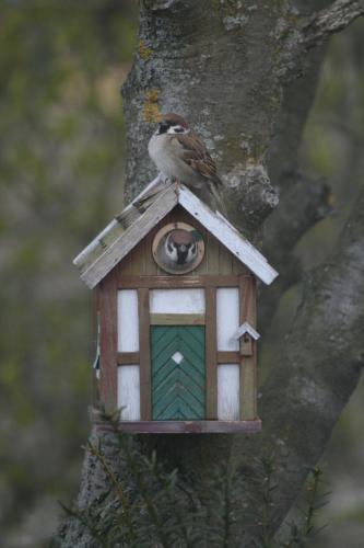 a bird perched on a bird house in a tree at Lilla Huset på Slätten B&B in Lund