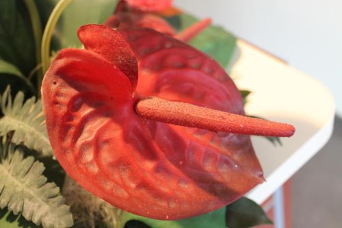 a close up of a red flower on a plant at Hotel Motel Giglio in Viadana