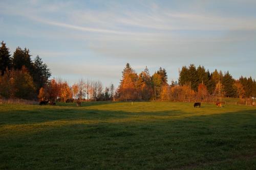 a group of cows grazing in a field at Le Cerneux-au-Maire in Les Bois
