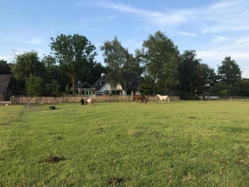 a group of horses grazing in a field at Bed & Breakfast de Zandhoef in Eersel