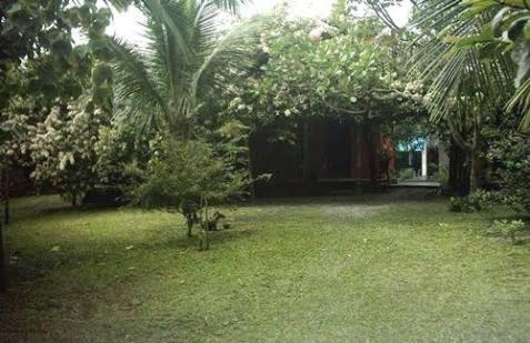a yard with a palm tree and a house at Pousada do Carlito in Ilha do Mel