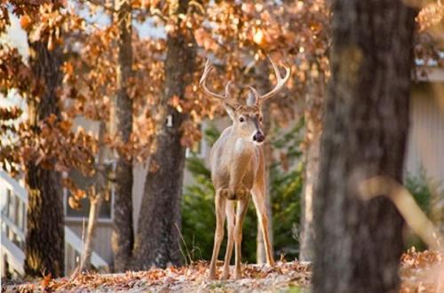 a deer with large antlers standing in front of trees at Beaver Lake Cottages in Eureka Springs