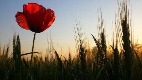 a red flower in a field of tall grass at Agriturismo Colombera in Quarto dʼAltino