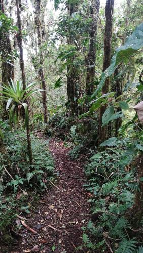 a dirt trail in the middle of a forest at Iyok Ami (Madre Tierra) in Cartago