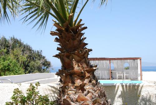 a palm tree in front of a swimming pool at Siskosplace in Oia
