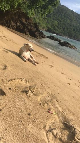 a dog laying on a beach next to the water at Golden Apple Cottage in Castara