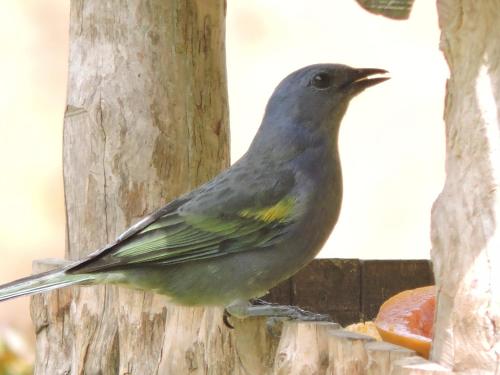 a bird is sitting on a wooden post at Casa Amarela da Uruçu in Aracê
