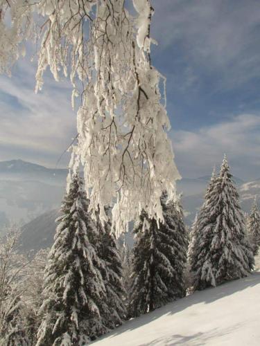 a group of trees covered in snow on a mountain at Pensiunea Rozmarin in Borca