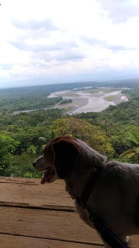 a dog sitting on a ledge looking out at a river at Hostal & Spa Casa Real in Baños