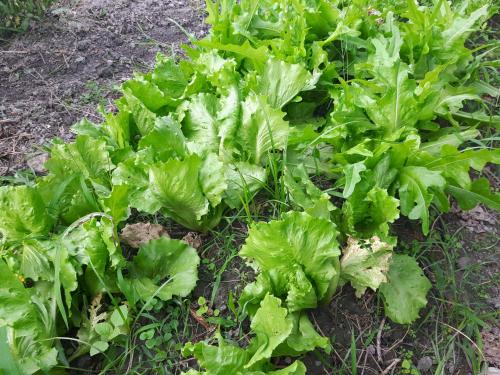 a bunch of lettuces growing in a garden at 台東鹿野森活 訂房來電付訂確認 in Ruiyuan
