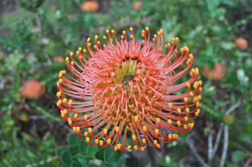 Fotografie z fotogalerie ubytování Pumula Lodge 4 Star Guesthouse Knysna v destinaci Knysna