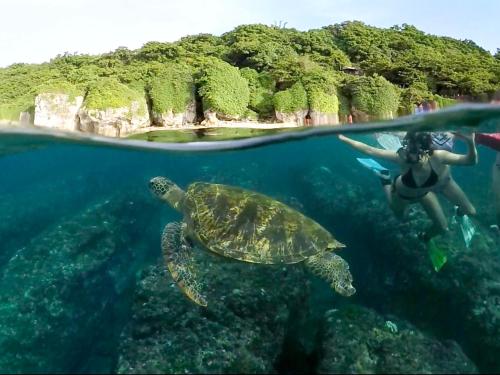 a person swimming in the water with a turtle at Stay Liuqiu Diving Hostel in Xiaoliuqiu