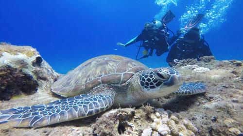 a green sea turtle laying on the reef with a diver at Stay Liuqiu Diving Hostel in Xiaoliuqiu
