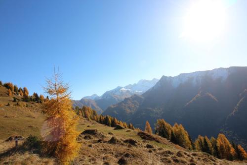 a tree on a hill with mountains in the background at Ferienwohnung Plattner in Schmirn