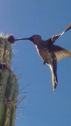 a bird is flying next to a cactus at Hostal Piedra Andina in Copacabana