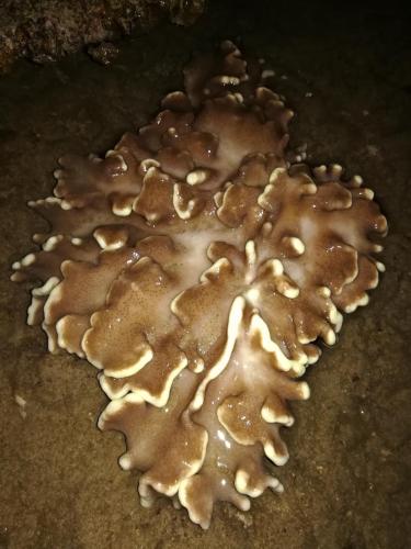 a mushroom in the shape of a heart at Simukut Place in Kampong Pasir Sanang Burong