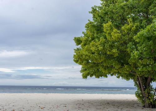 a tree sitting on a beach next to the ocean at Nemo Inn in Omadhoo