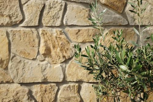 a plant in front of a stone wall at PROSECCO RESIDENCE MARKO in Valtice