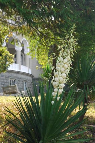 a plant with a bunch of white flowers on it at Legends Tskaltubo Spa Resort in Tskaltubo