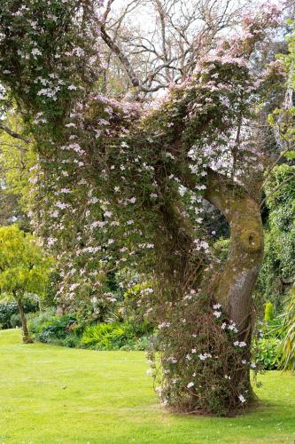 a tree with flowers on it in a park at Lord Haldon Country Hotel, Sure Hotel Collection by Best Western in Exeter